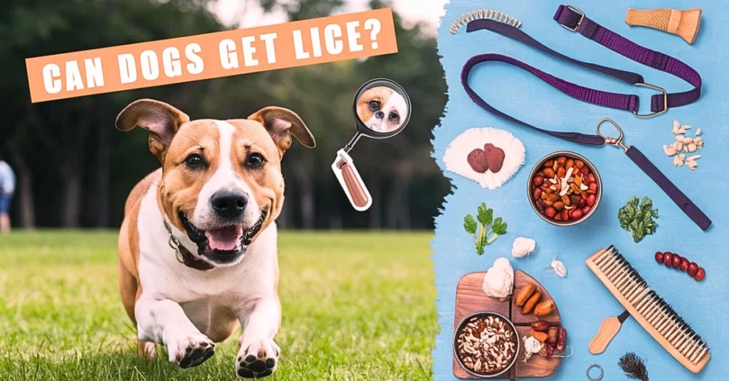 Can Dogs Get Lice