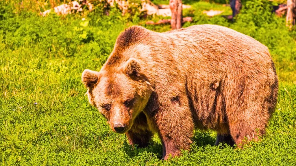 can lice go on bears​